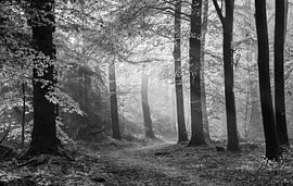 Speulderbos by André Ruiter