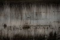 Drasland, riet en draad II
