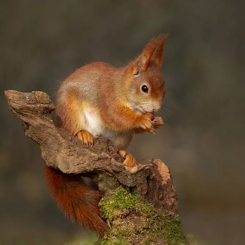 écureuil mangeant une noix