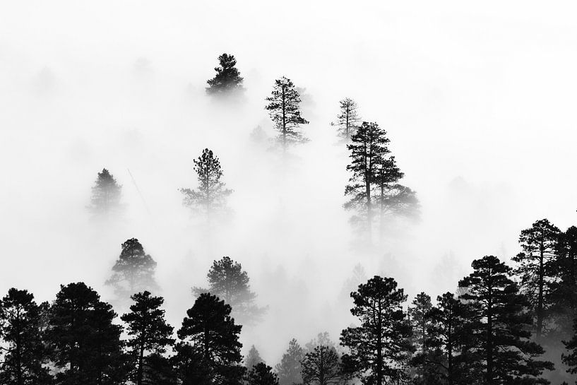 Forêt de nuages brumeux par Walljar