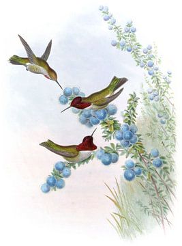 Anna's Calypte, John Gould van Hummingbirds