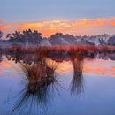 Sunrise with blue sky and dramatic clouds reflected in a lake by Tony Vingerhoets thumbnail