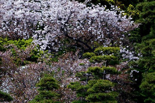 LENTE IN JAPAN 13