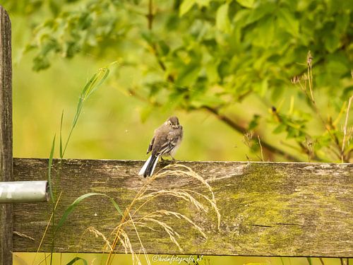 Young wagtail in rural environs.