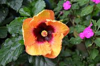 Papo flower in Panama