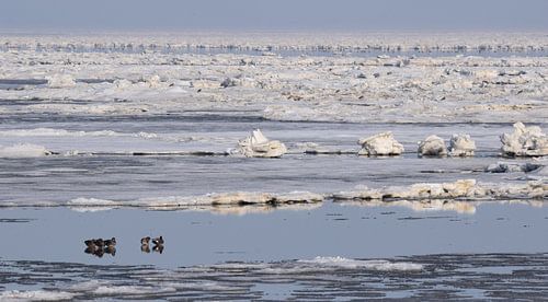 Winter op Terschelling