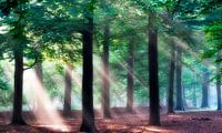 Zonnestralen in het bos. van Teun IJff thumbnail