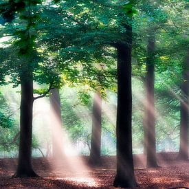 Sonnenstrahlen im Wald. von Teun IJff