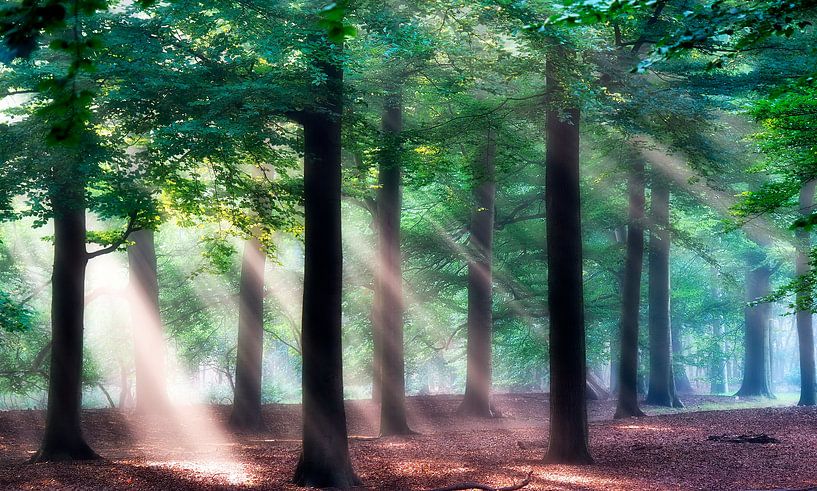Sonnenstrahlen im Wald. von Teun IJff