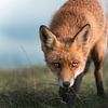Eyes of a Fox by Jolanda Aalbers