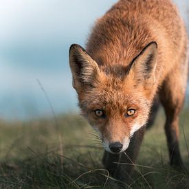 Die Augen eines Fuchses von Jolanda Aalbers
