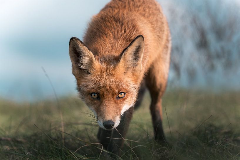 Les yeux d'un renard par Jolanda Aalbers