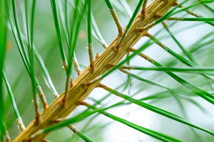 Détail d'un pin avec des aiguilles vertes fraîches par Sjoerd van der Wal Photographie