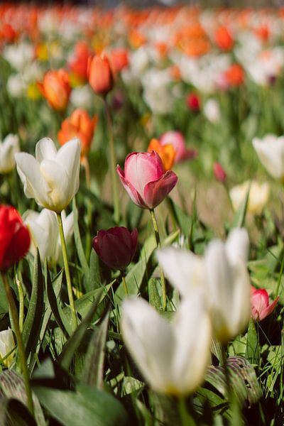Pink and white tulip in a colourful tulip field by Robin van Steen