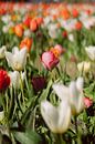 Pink and white tulip in a colourful tulip field by Robin van Steen thumbnail