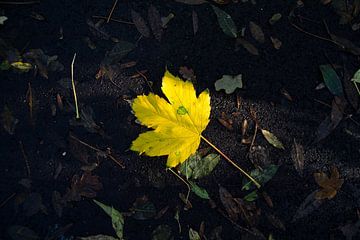 Yellow autumn leaf in the sun by Esther Wagensveld