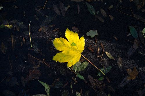 Geel herfstblad in het zonnetje