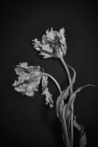 Paire de tulipes enchevêtrées