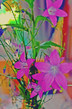 Glockenblumen