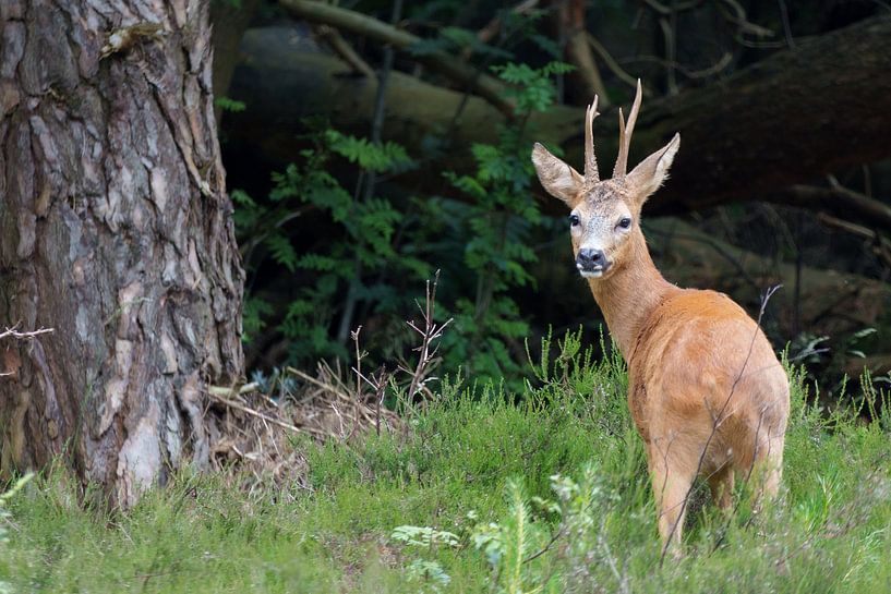 Reebok in the forest by Marcel Jagt