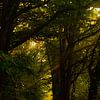 Des rayons de soleil à travers les arbres sur Nynke Altenburg