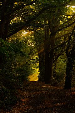 Sonnenstrahlen durch die Bäume von Nynke Altenburg