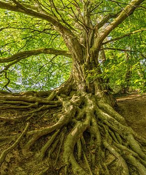 A tree with visible roots