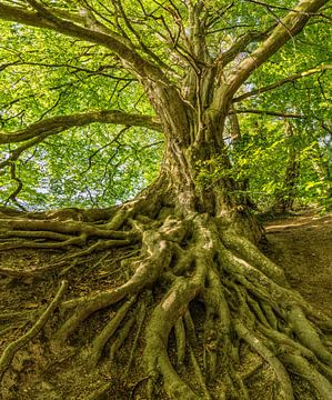 A tree with visible roots by MADK