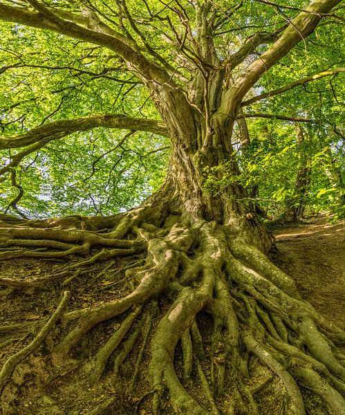 Un arbre avec des racines visibles par MADK