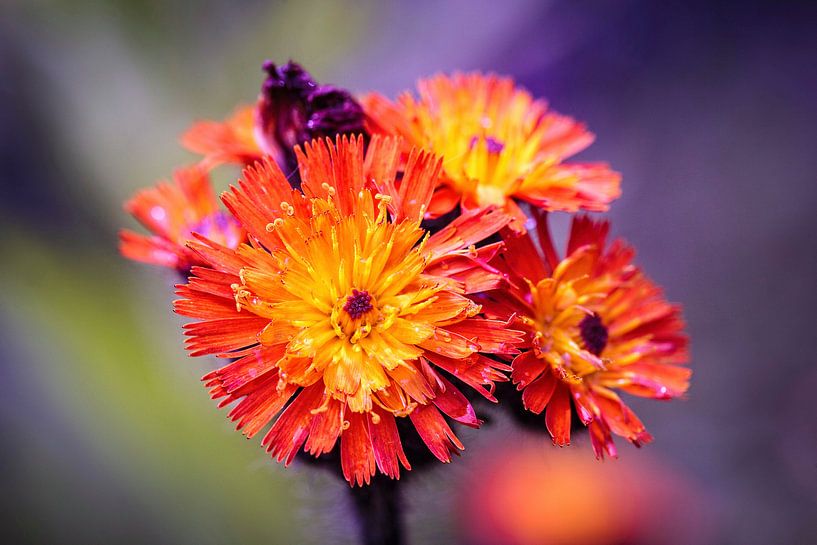 Hawkweed by Rob Boon