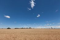 Weizengebiet an einem sonnigen Tag in der Provinz Victoria, Australien von Tjeerd Kruse Miniaturansicht