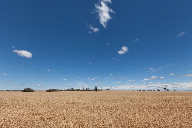 Weizengebiet an einem sonnigen Tag in der Provinz Victoria, Australien von Tjeerd Kruse