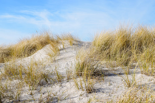 Sanddüne mit trockenem Strandhafer (Ammophila arenaria) an einem sonnigen Tag vor blauem Himmel am S
