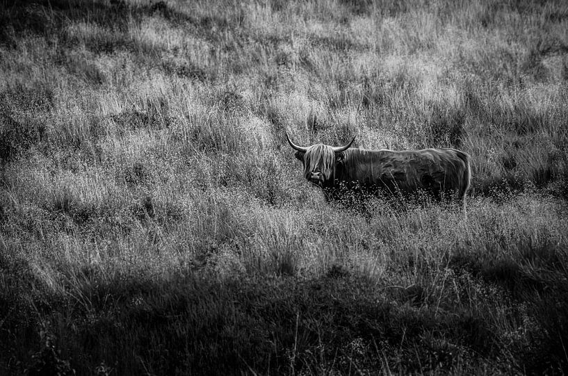 Schwarz-weiße Hochlandkuh von Crystal Clear