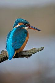 Eisvogel von Eisvogel.land - Corné van Oosterhout