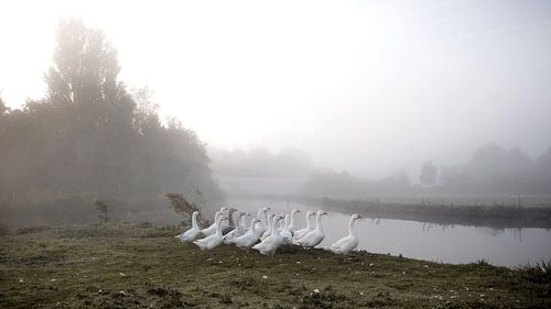 ganzen in de mist