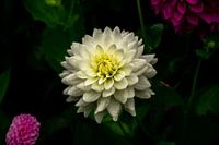 Water drops on Dahlia