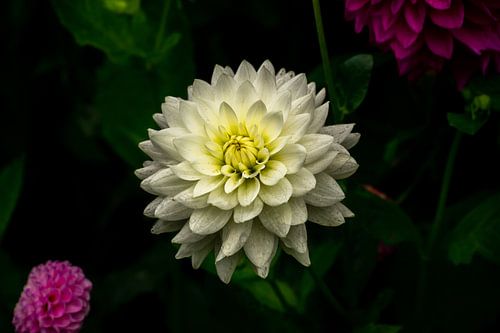 Des gouttes d'eau sur le Dahlia