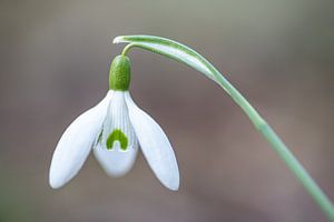 Perce-neige 1 sur Albert Mendelewski