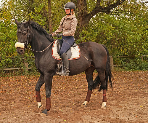 Training met het Beierse zwarte paard Baveria op een rijbak in de herfst