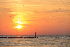 Brise-lames et mouettes sur la plage de Domburg au coucher du soleil