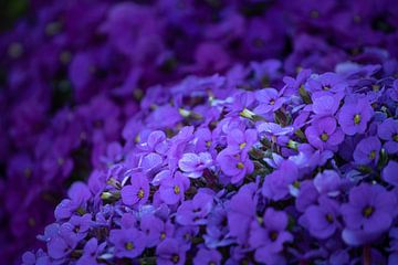 Aubrieta deltoidea, coussin bleu sur Shot By DiVa