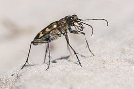 Cicindela hybrida 1