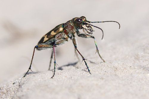 Cicindela hybrida 1