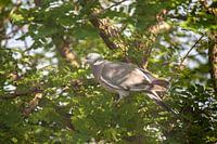 Pigeon in the tree