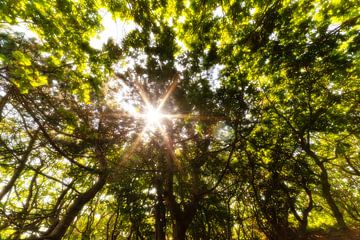 Zonnestralen van Yanuschka Fotografie | Noordwijk