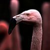 Flamigokopf im Focus. Flamingo von Fotos by Jan Wehnert