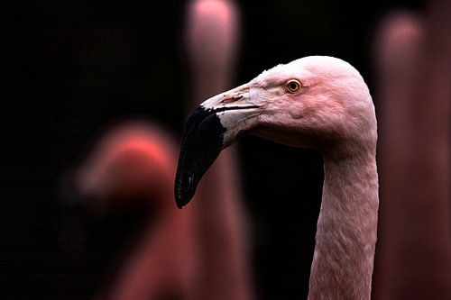 Flamigo hoofd in beeld. Flamingo