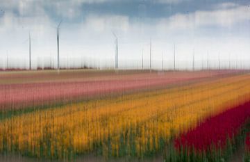A bulb field in Flevoland on the move by Bianca Fortuin