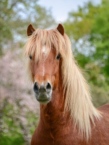 Paardenportret Aegidienberger kruising tussen Paso en IJslands
